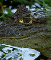 ALQUILER DE EQUIPOS FAUNA